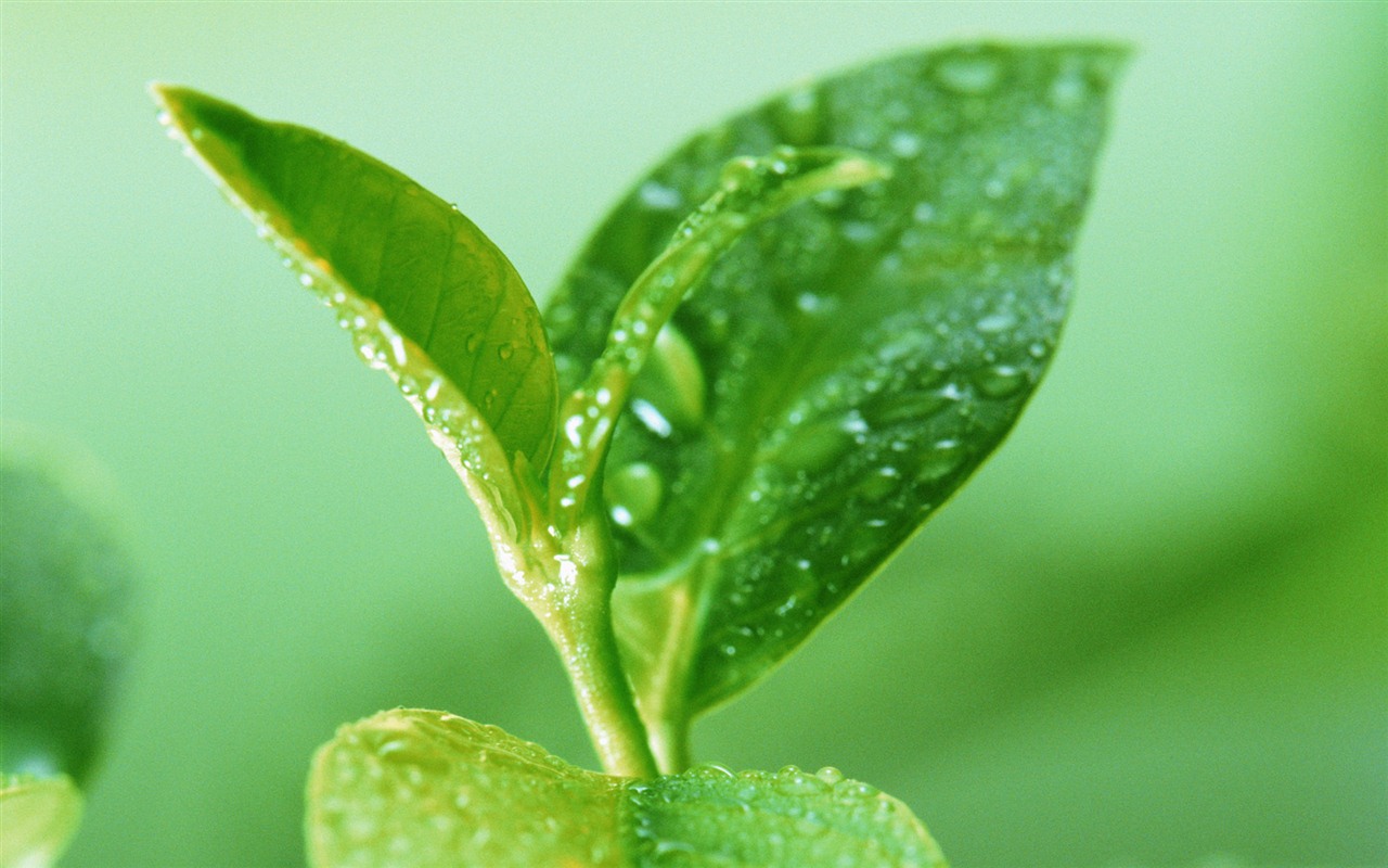 Green leaf with water droplets HD wallpapers #7 - 1280x800