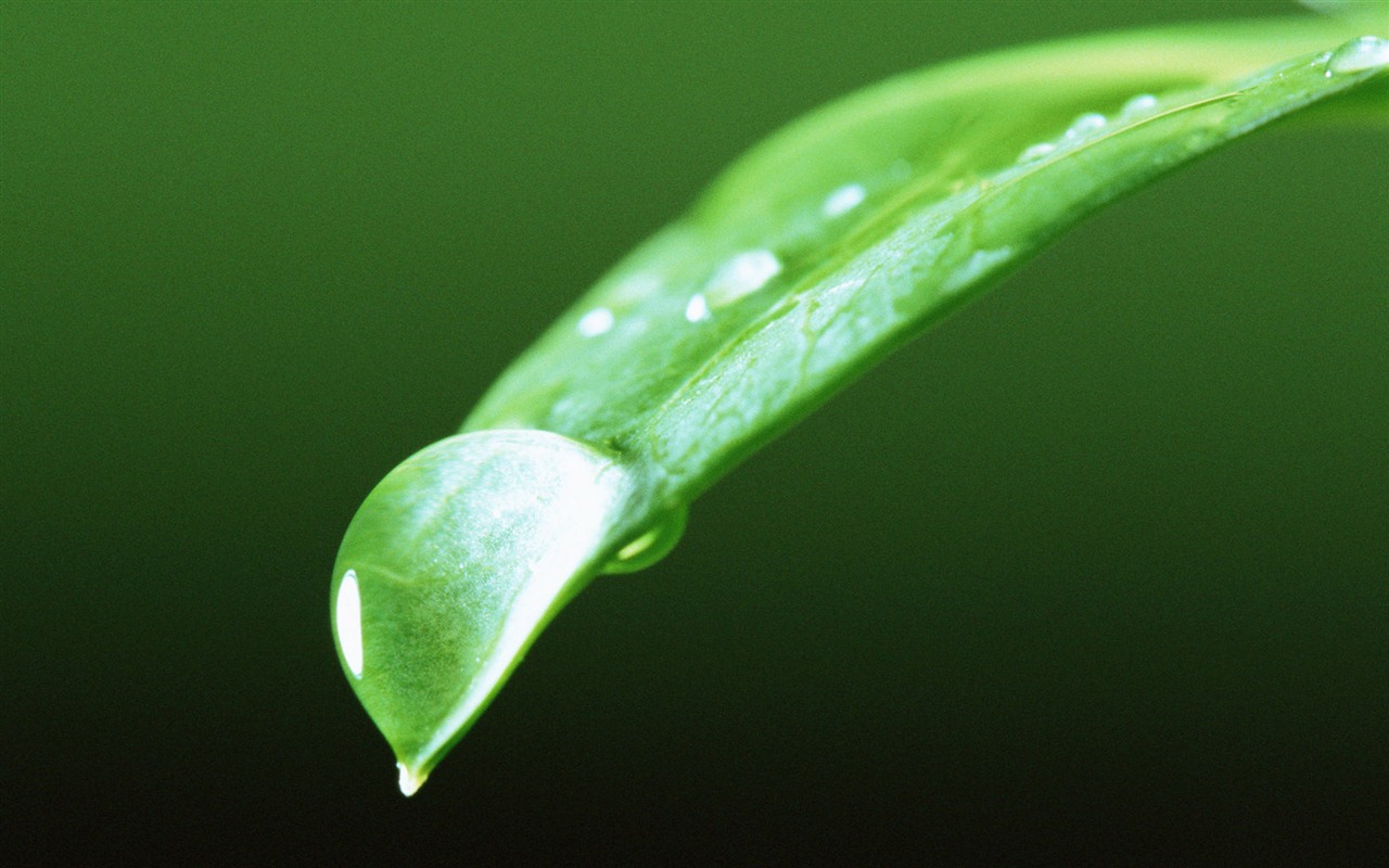 Green leaf with water droplets HD wallpapers #8 - 1280x800