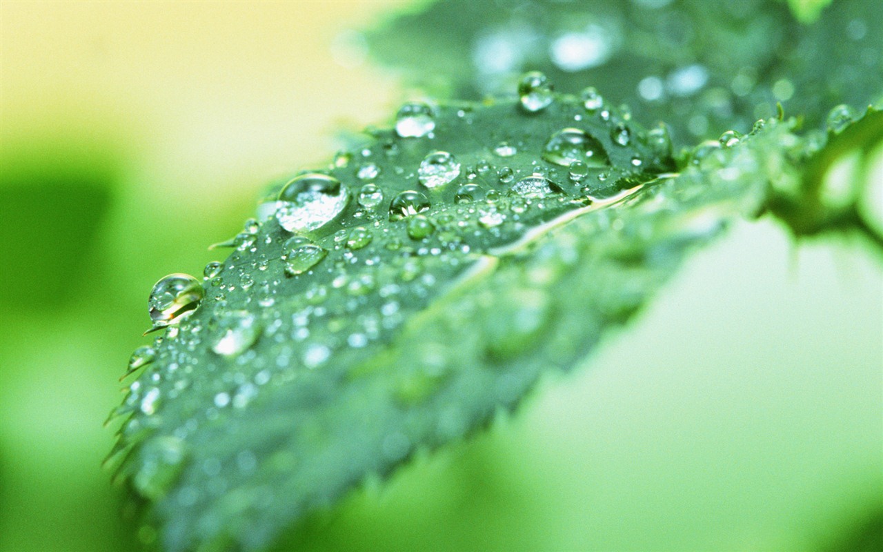 Green leaf with water droplets HD wallpapers #9 - 1280x800