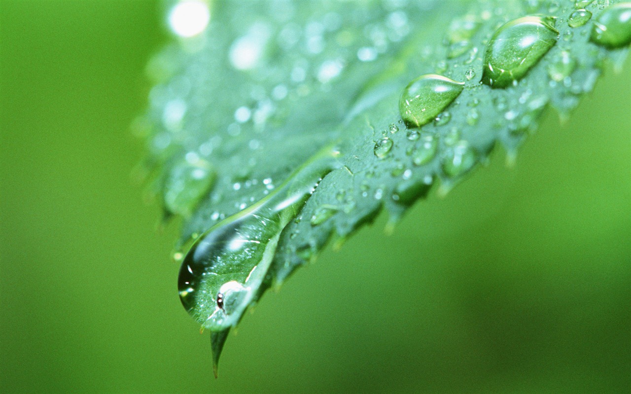 Green leaf with water droplets HD wallpapers #10 - 1280x800