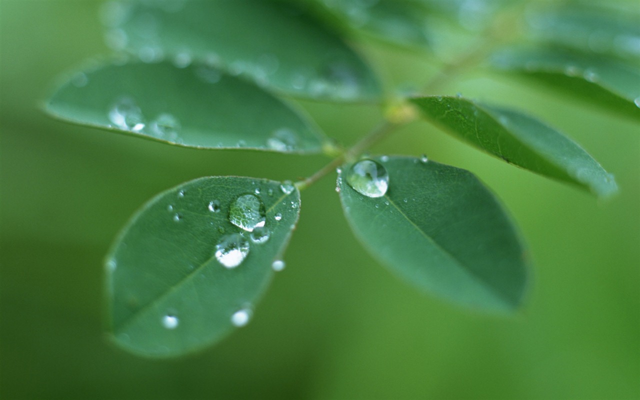 Green leaf with water droplets HD wallpapers #12 - 1280x800