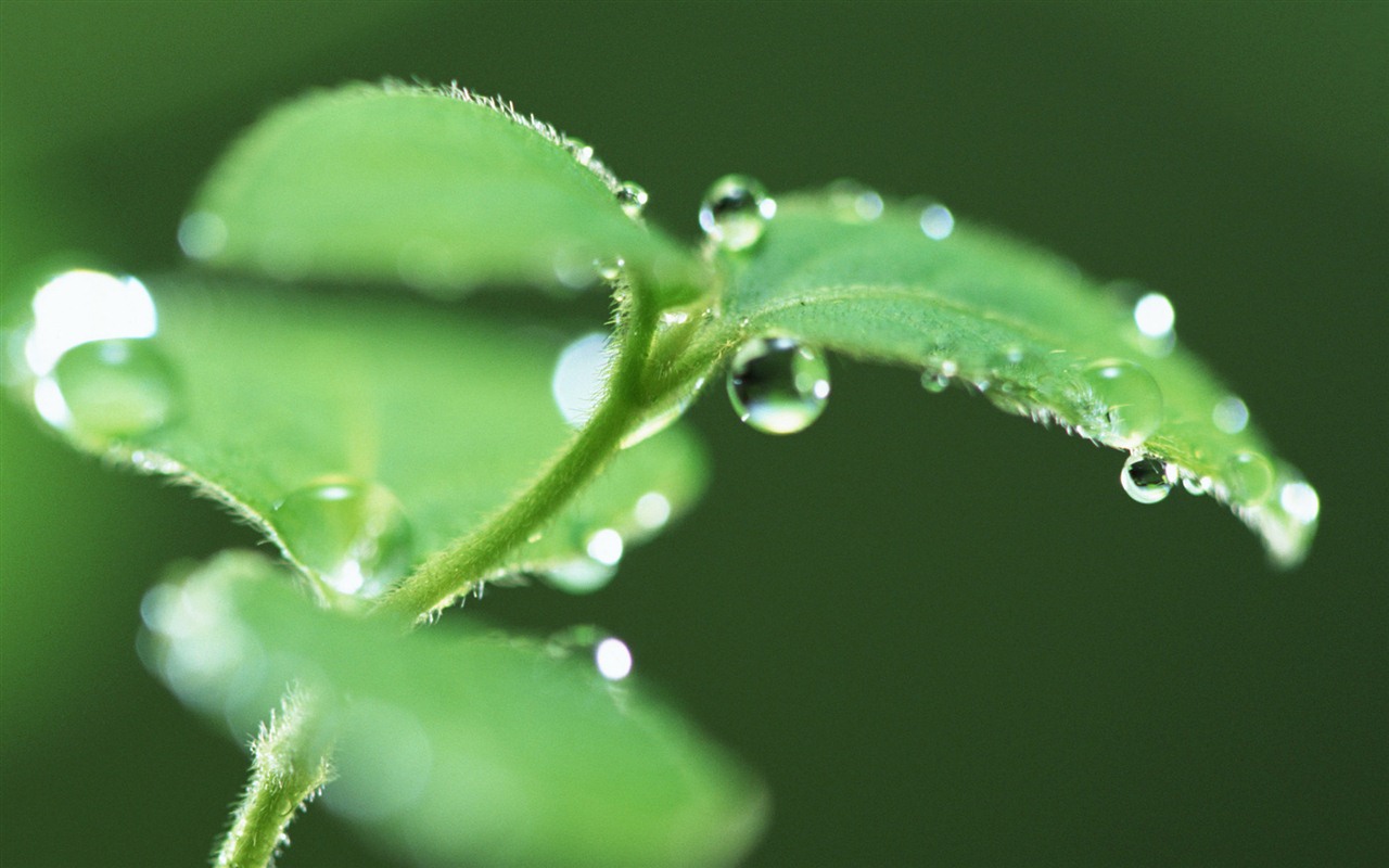 Green leaf with water droplets HD wallpapers #13 - 1280x800