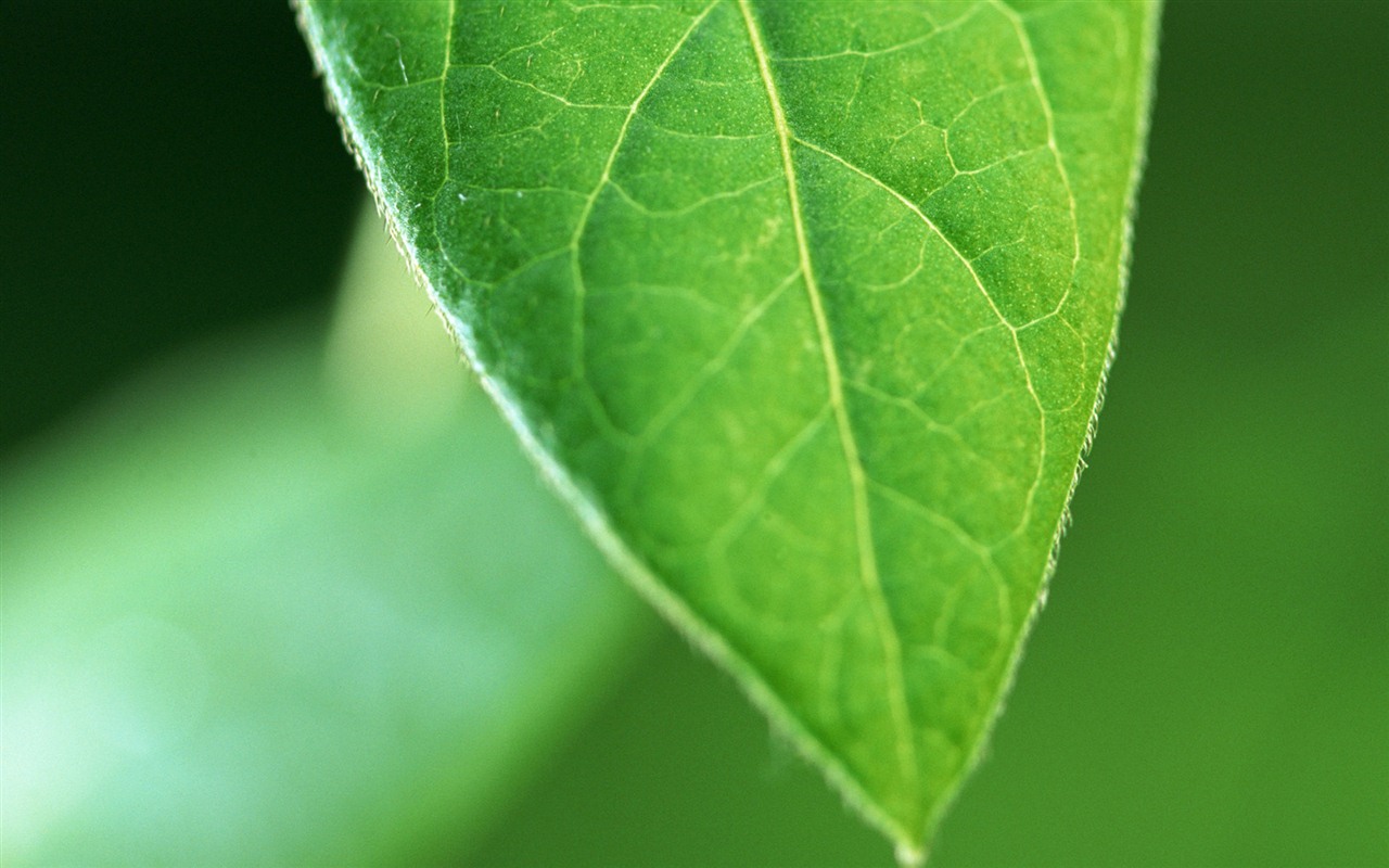 Green leaf with water droplets HD wallpapers #14 - 1280x800