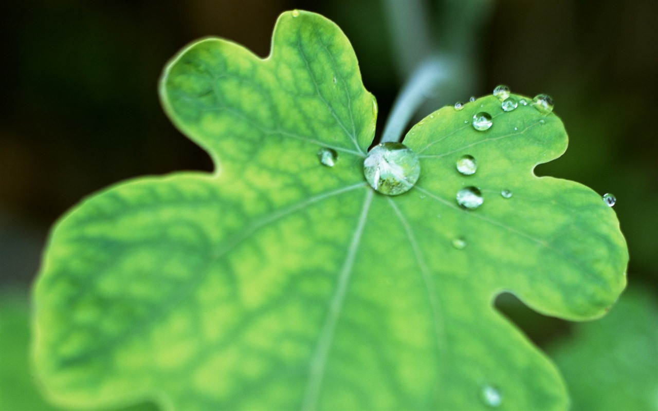 Green leaf with water droplets HD wallpapers #16 - 1280x800