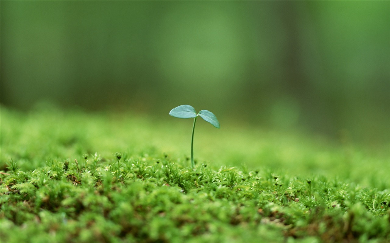 The fresh green shoots close-up wallpaper #7 - 1280x800