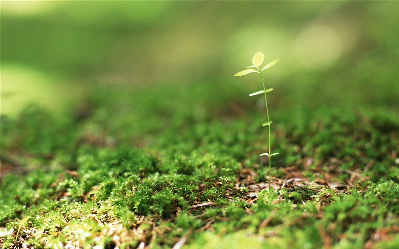 The fresh green shoots close-up wallpaper #10 - 1280x800