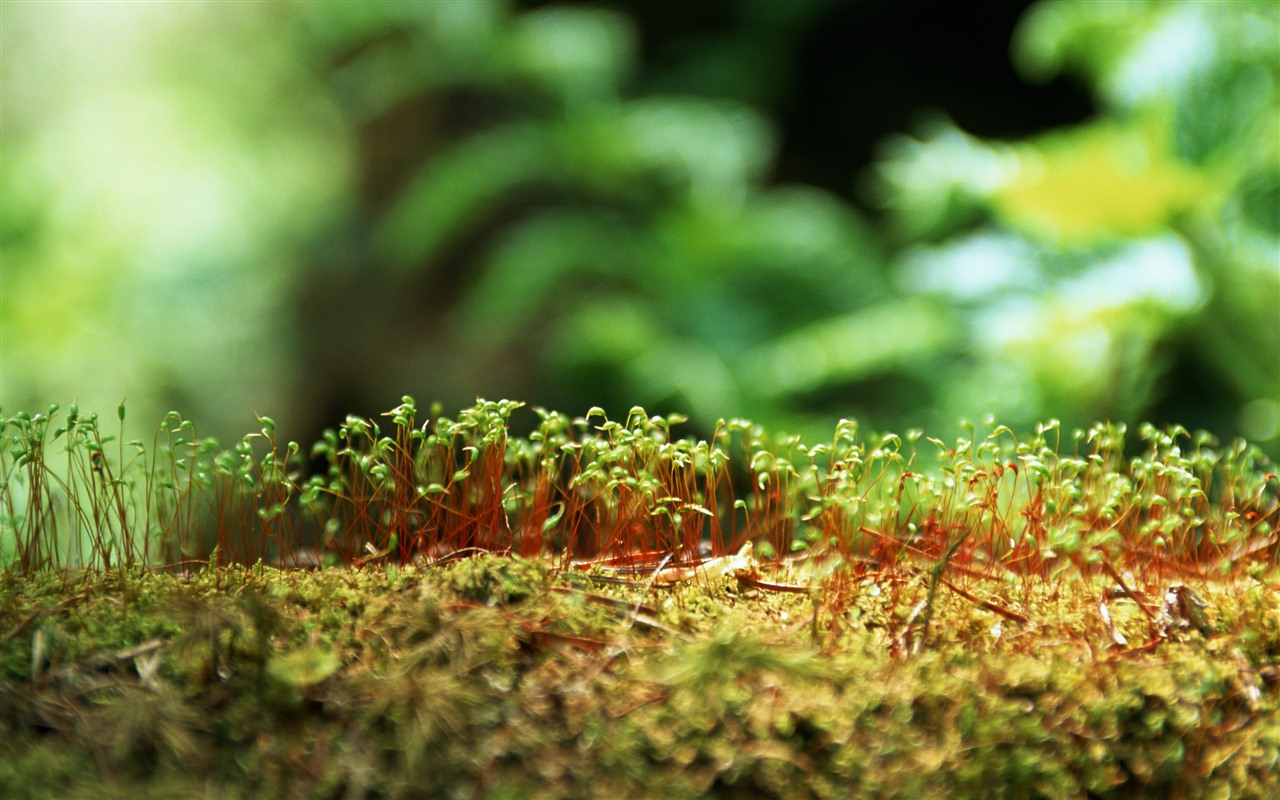 The fresh green shoots close-up wallpaper #11 - 1280x800