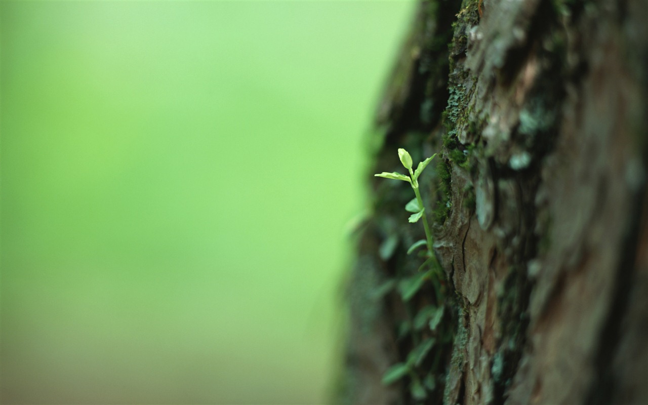 清新的绿芽特写壁纸12 - 1280x800