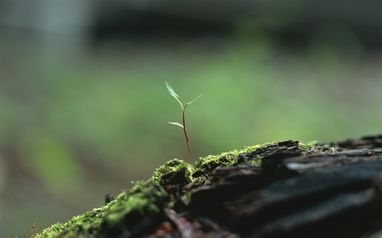 清新的绿芽特写壁纸13 - 1280x800