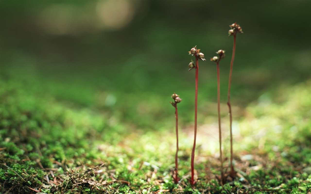 The fresh green shoots close-up wallpaper #14 - 1280x800