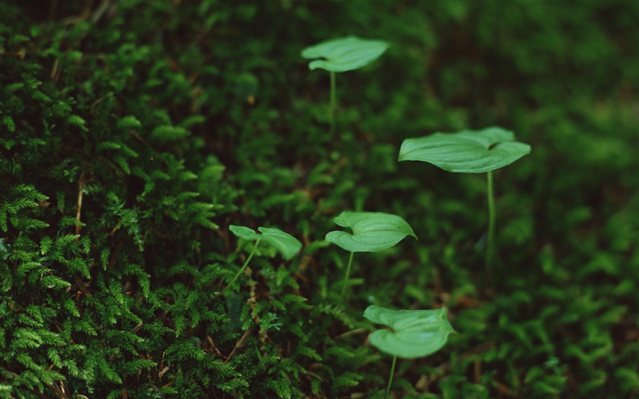 The fresh green shoots close-up wallpaper #15 - 1280x800