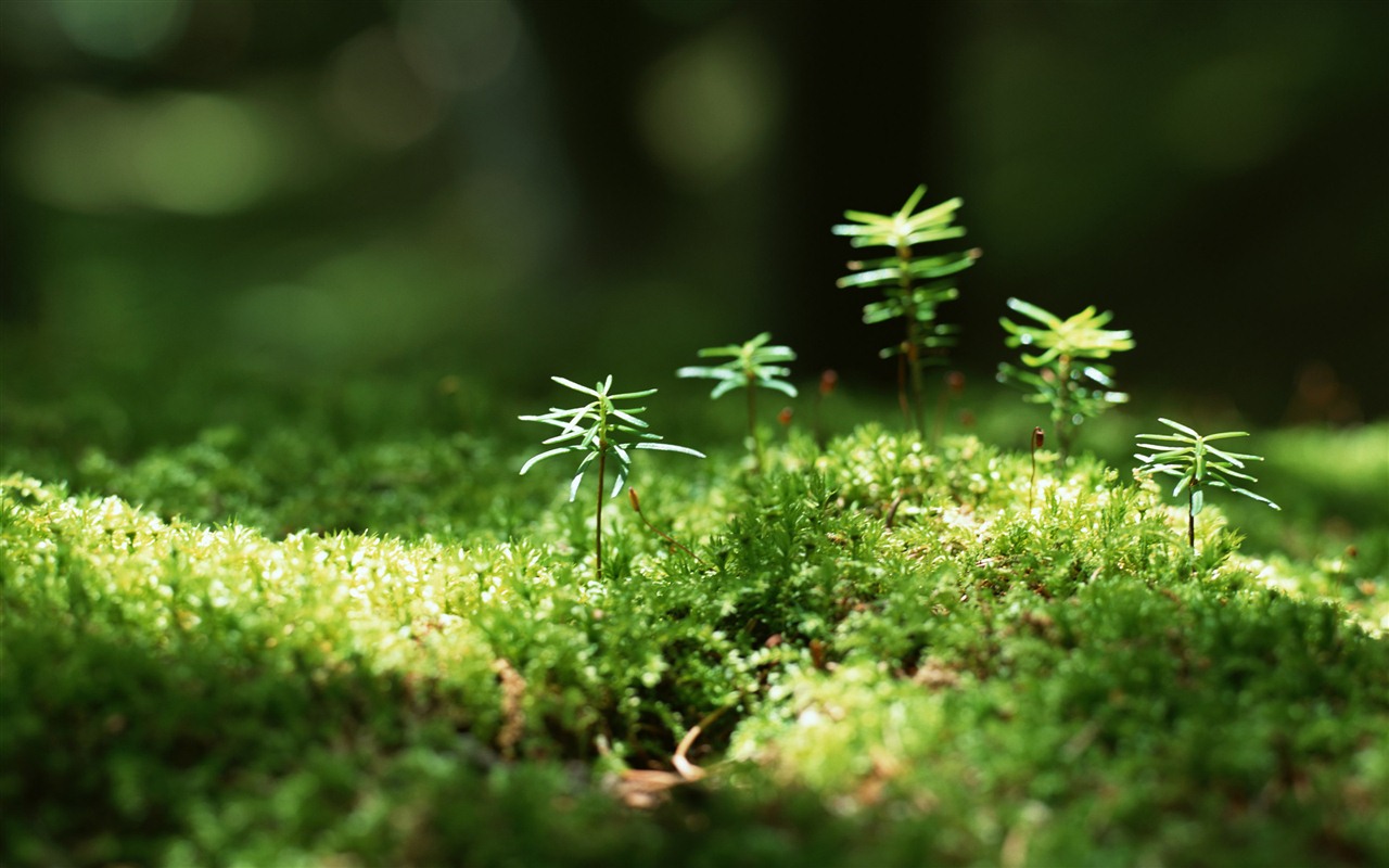 The fresh green shoots close-up wallpaper #16 - 1280x800