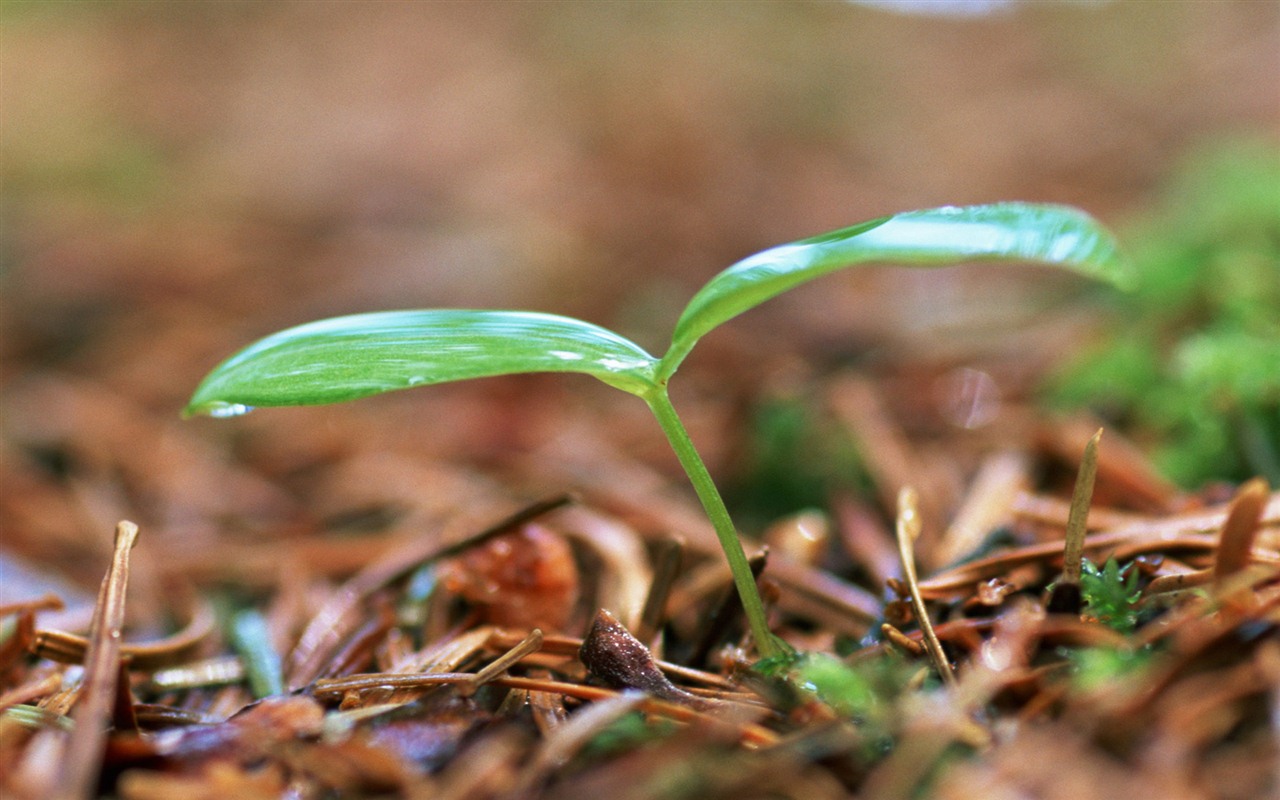 清新的绿芽特写壁纸18 - 1280x800