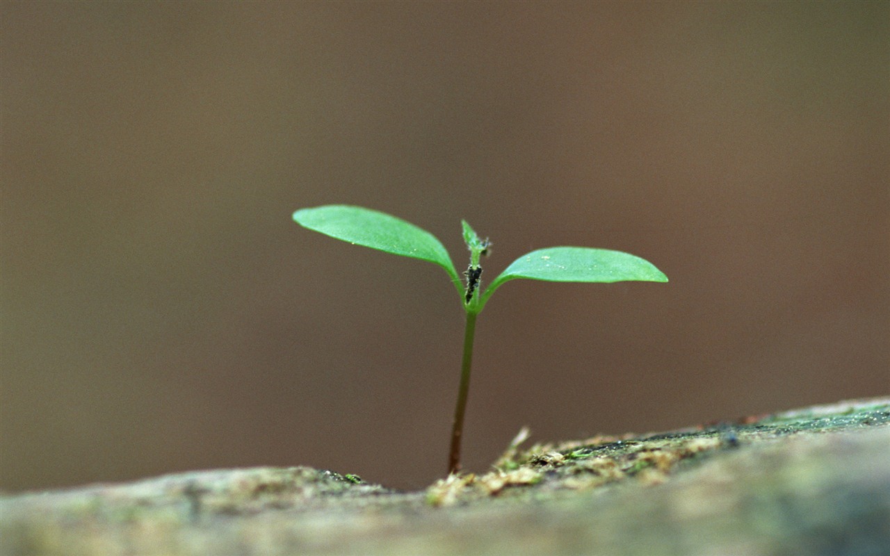 The fresh green shoots close-up wallpaper #19 - 1280x800