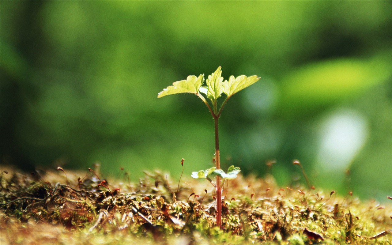 The fresh green shoots close-up wallpaper #20 - 1280x800