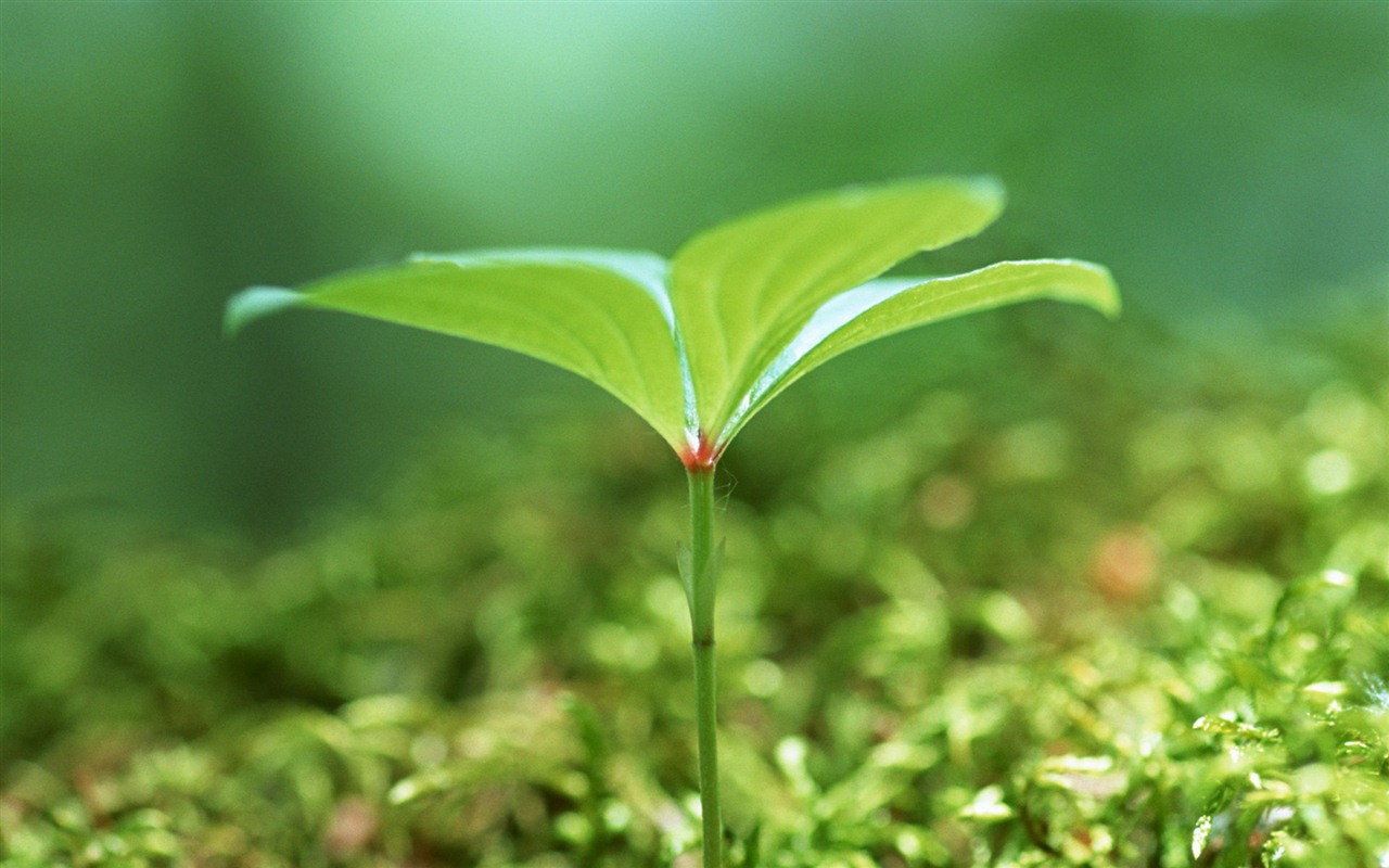 The fresh green shoots close-up wallpaper #21 - 1280x800