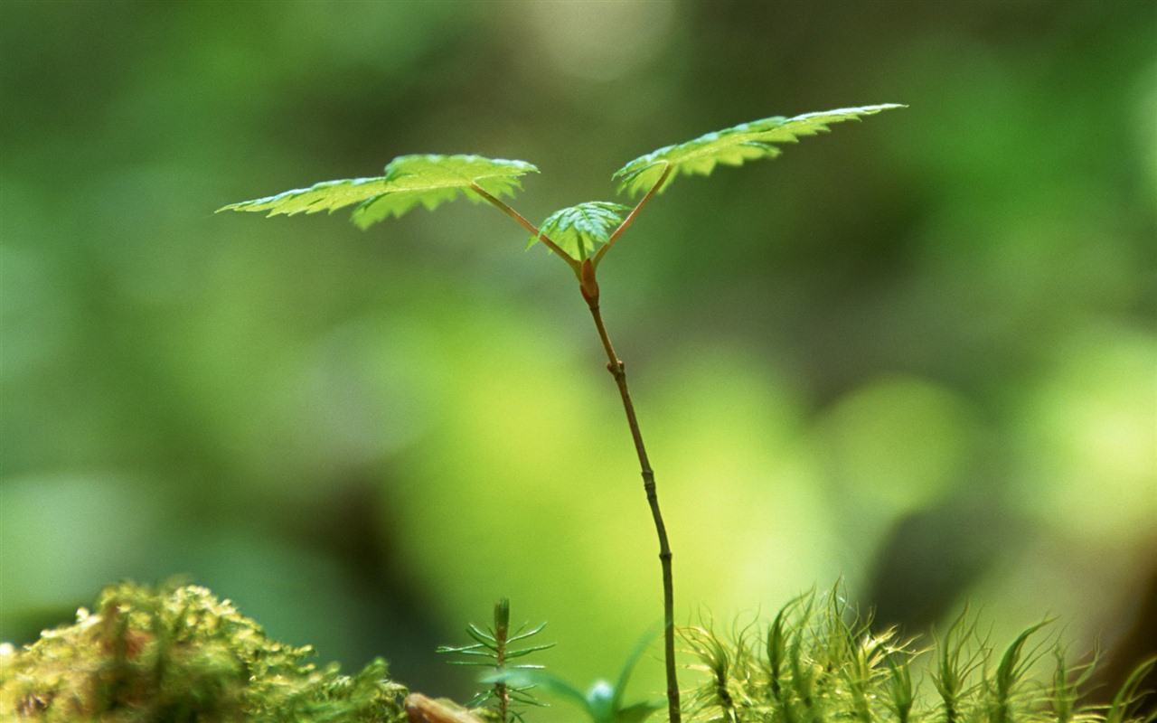 清新的绿芽特写壁纸22 - 1280x800