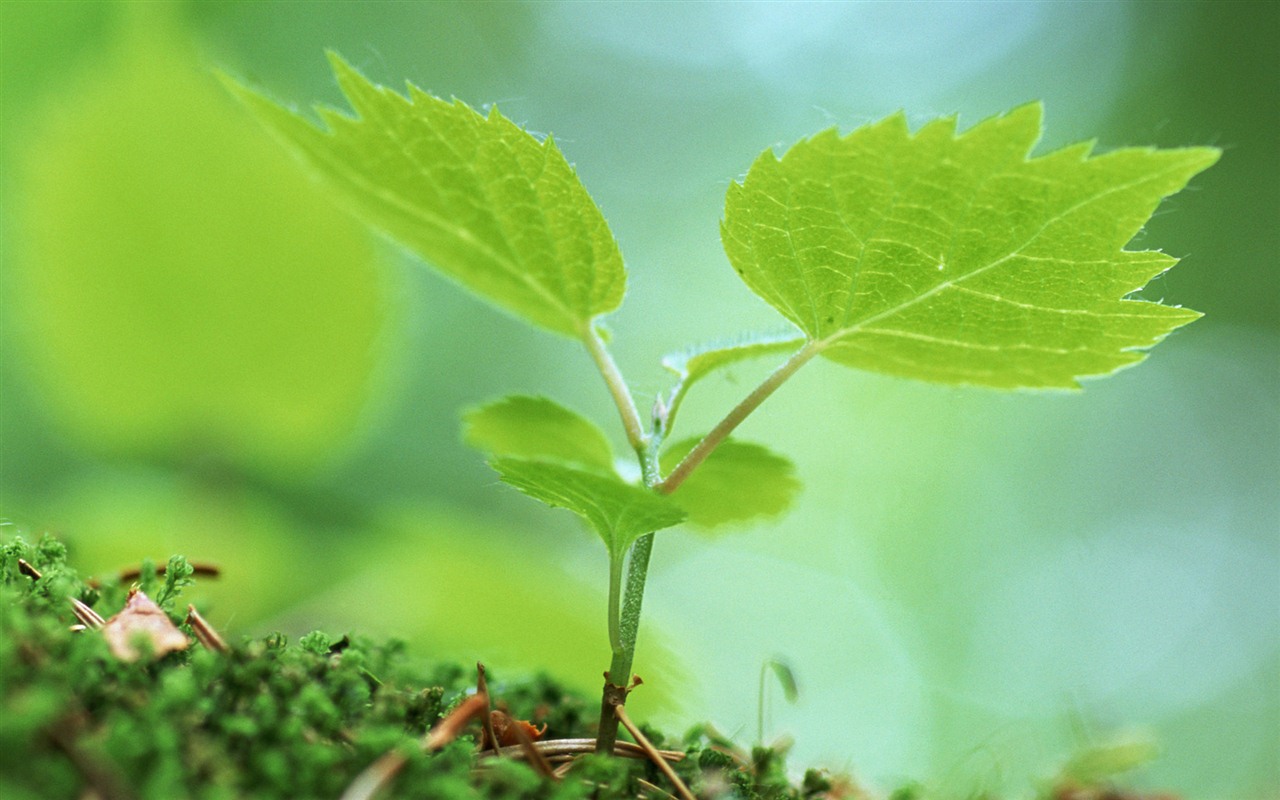 清新的绿芽特写壁纸24 - 1280x800