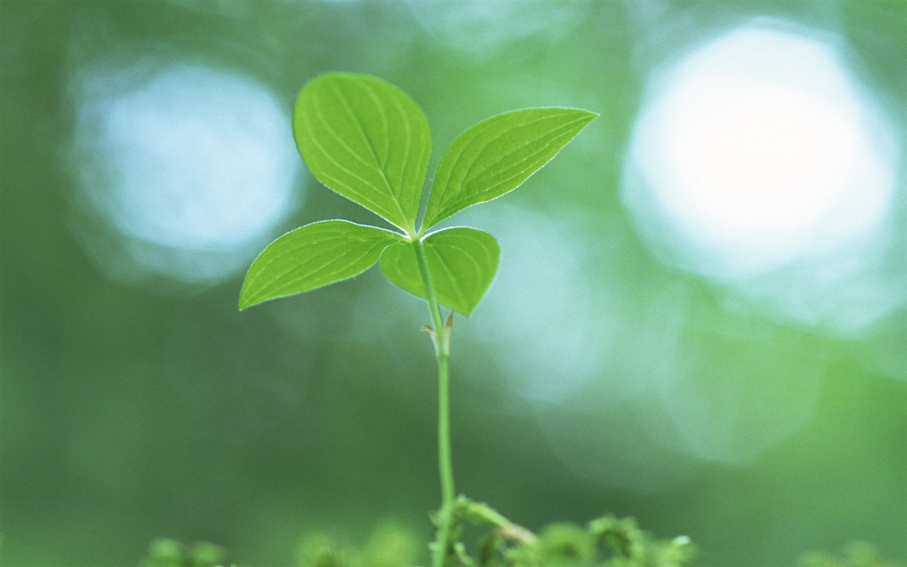 The fresh green shoots close-up wallpaper #25 - 1280x800