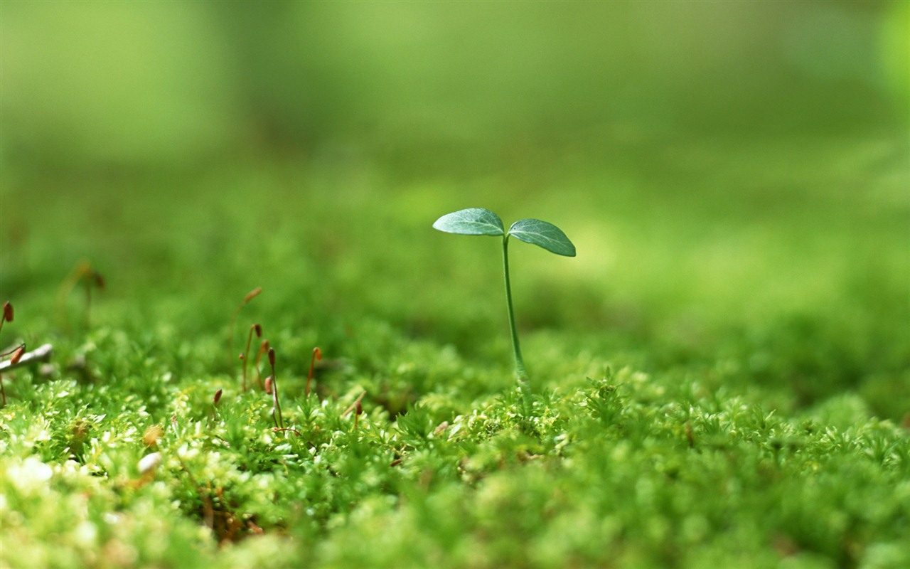 The fresh green shoots close-up wallpaper #26 - 1280x800