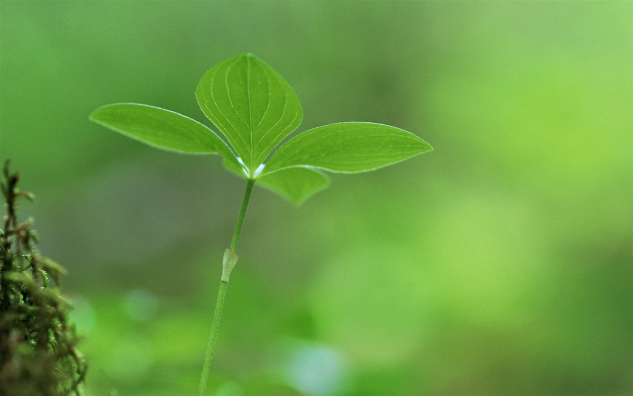 清新的绿芽特写壁纸27 - 1280x800