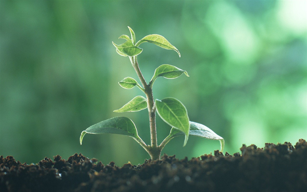 The fresh green shoots close-up wallpaper #28 - 1280x800