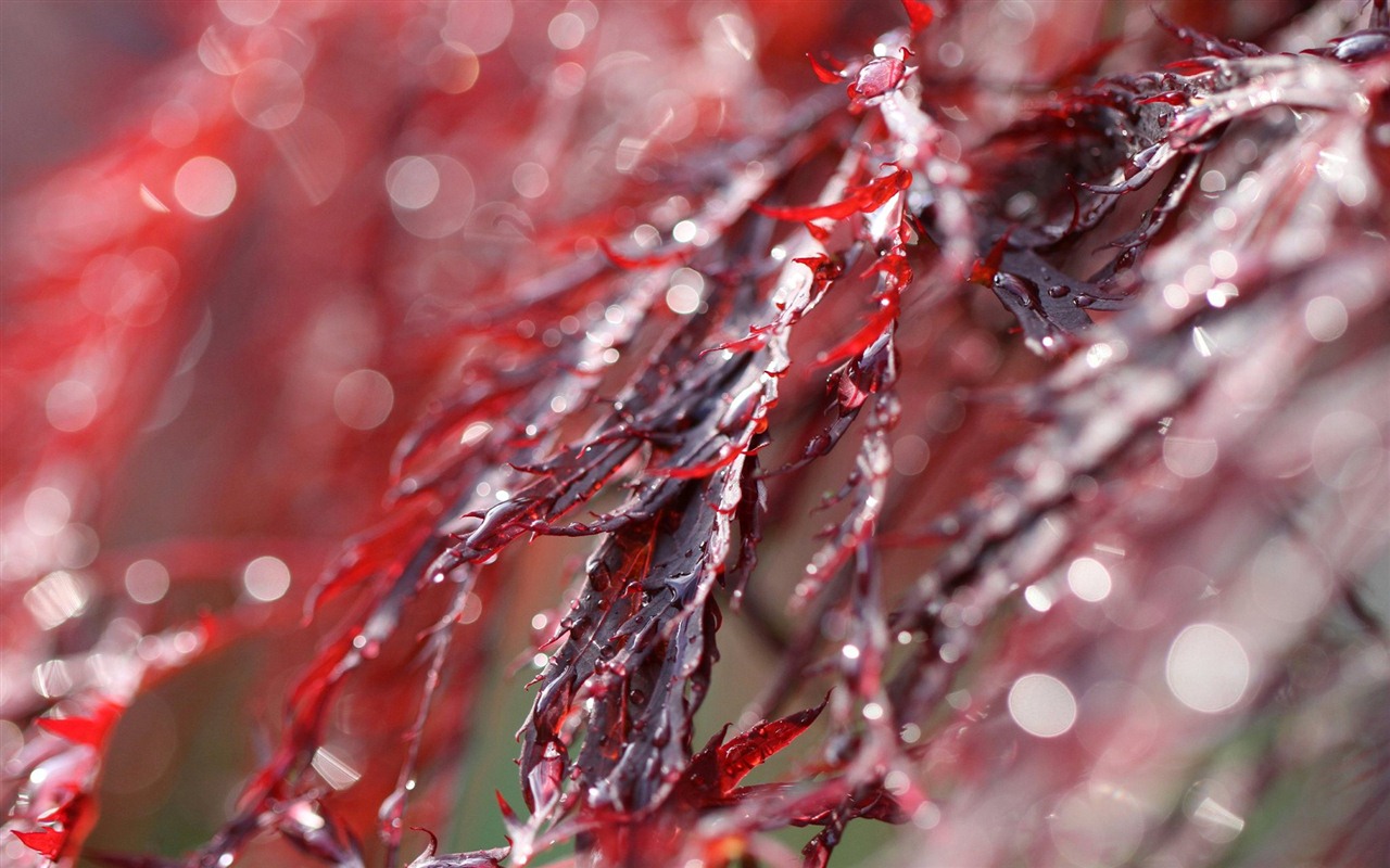 Windows 7 壁紙：花園微距 #4 - 1280x800
