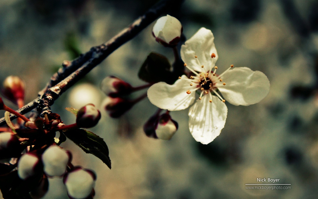 Windows 7 壁紙：花園四季 #3 - 1280x800