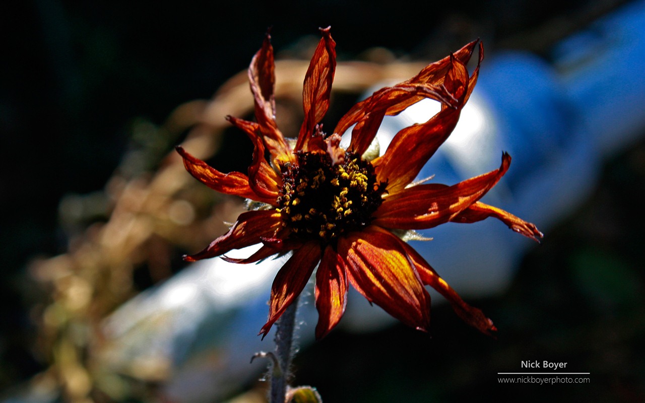 Windows 7 壁紙：花園四季 #11 - 1280x800