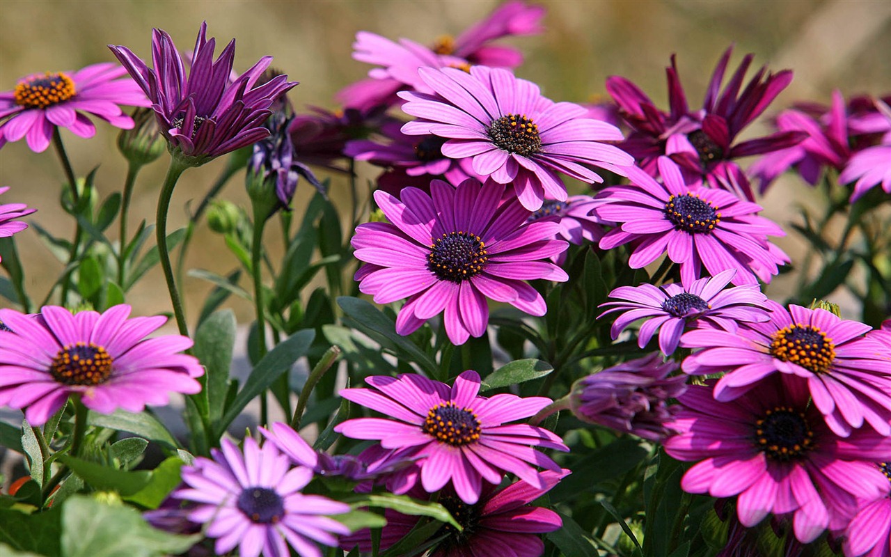 Krásné květiny měsíčku lékařského na plochu #1 - 1280x800