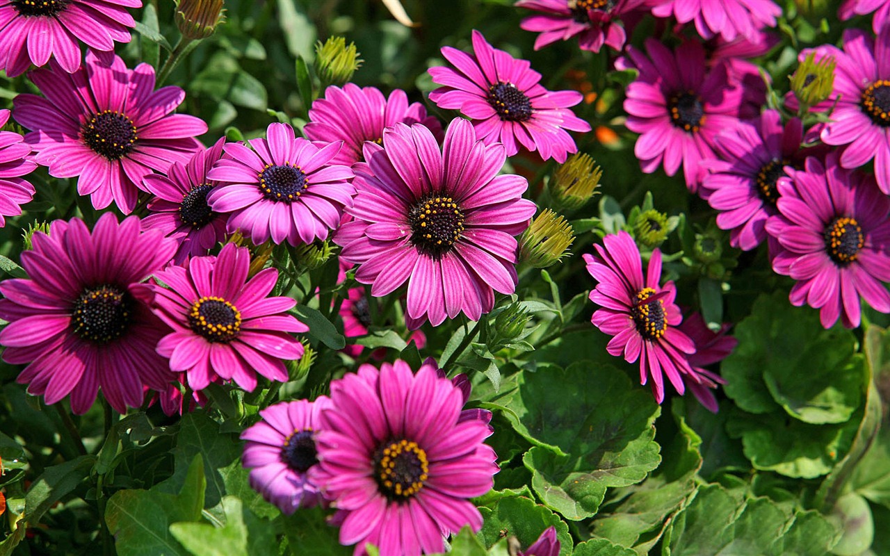 Krásné květiny měsíčku lékařského na plochu #2 - 1280x800