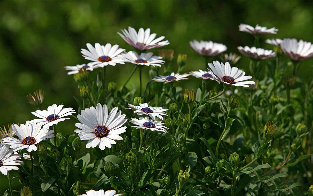 Beautiful flowers marigold wallpapers #4 - 1280x800