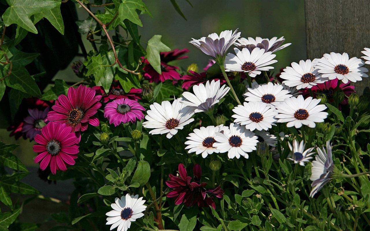 아름다운 꽃 골드 배경 화면 #5 - 1280x800