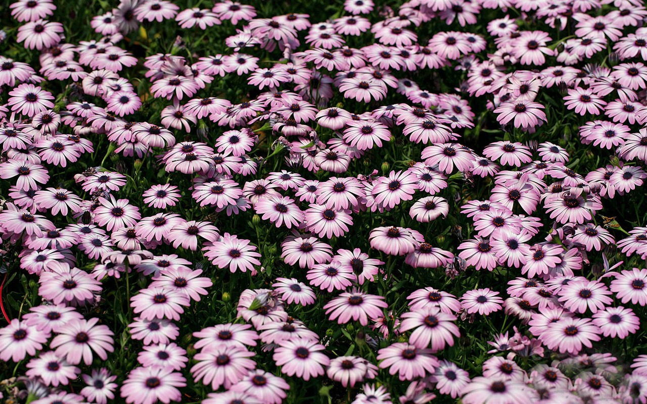 Hermosas flores de caléndula fondos de pantalla #8 - 1280x800