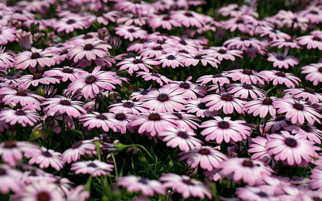 Hermosas flores de caléndula fondos de pantalla #9 - 1280x800