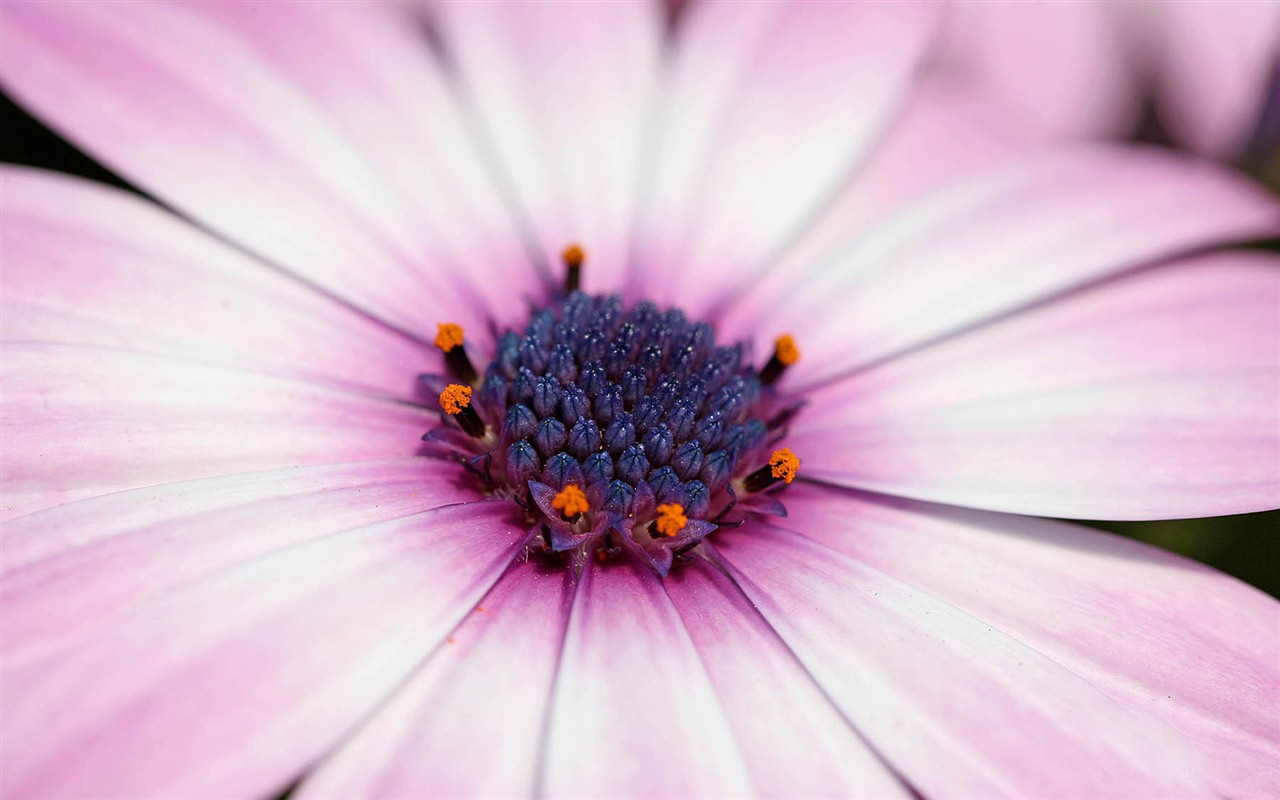 아름다운 꽃 골드 배경 화면 #10 - 1280x800