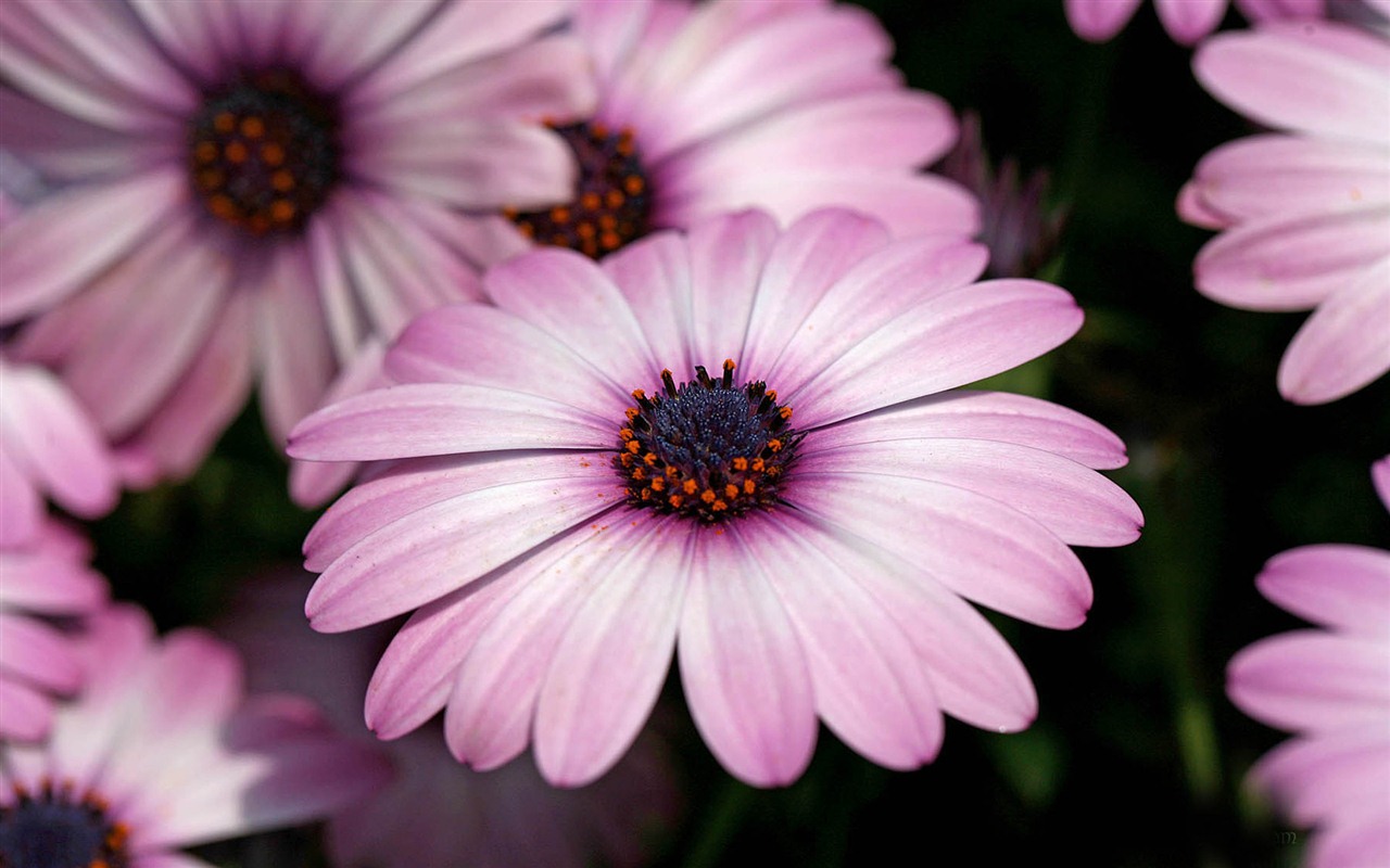 아름다운 꽃 골드 배경 화면 #11 - 1280x800