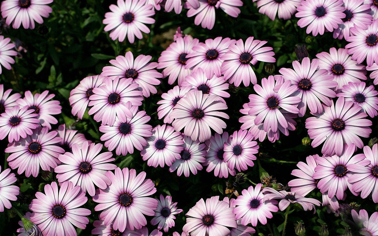 Hermosas flores de caléndula fondos de pantalla #18 - 1280x800