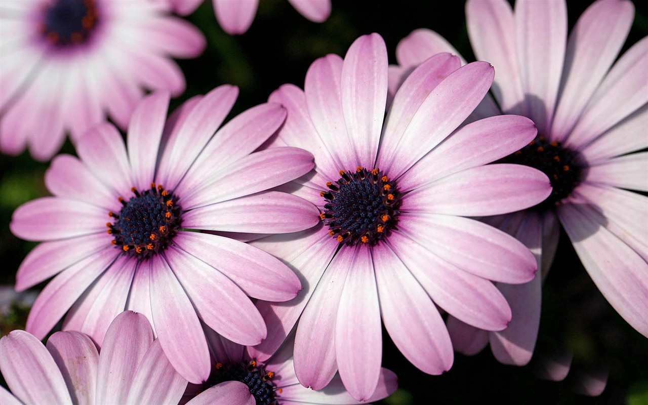 아름다운 꽃 골드 배경 화면 #19 - 1280x800
