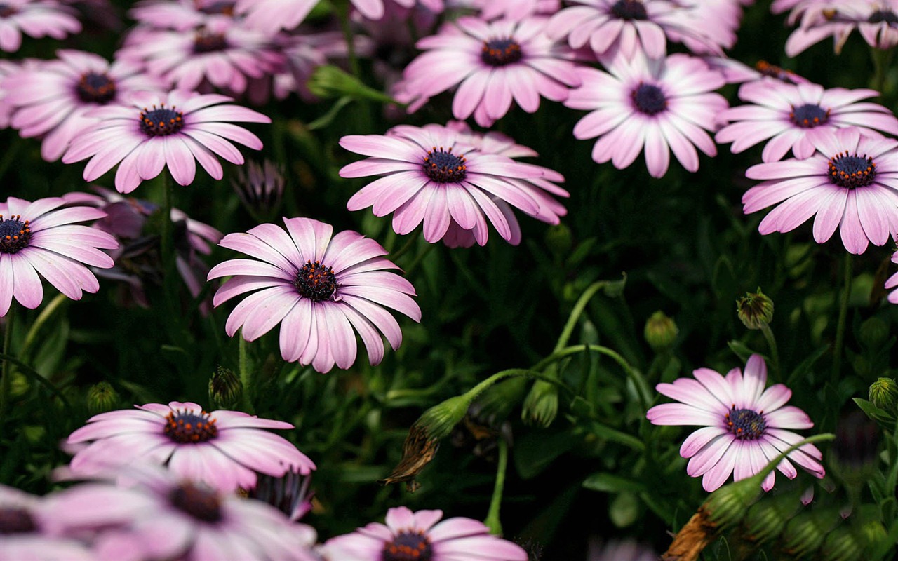 Hermosas flores de caléndula fondos de pantalla #22 - 1280x800