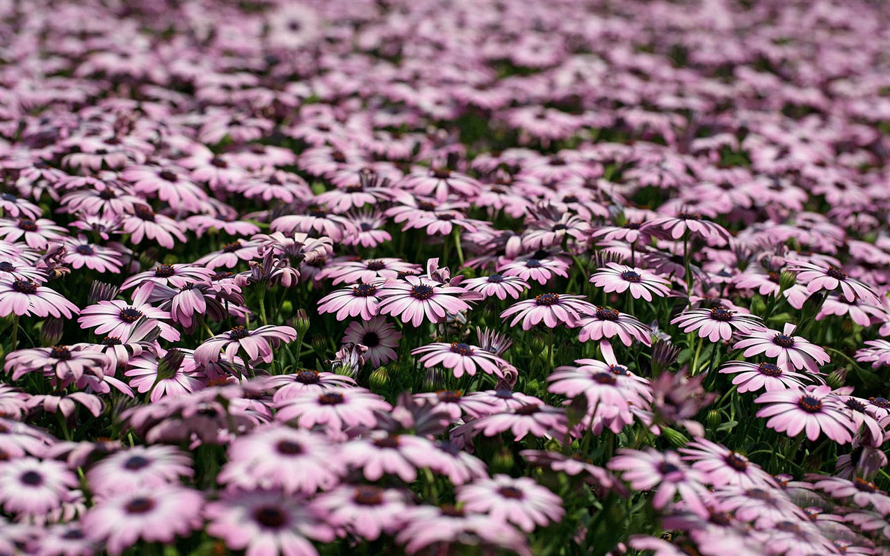 Krásné květiny měsíčku lékařského na plochu #23 - 1280x800