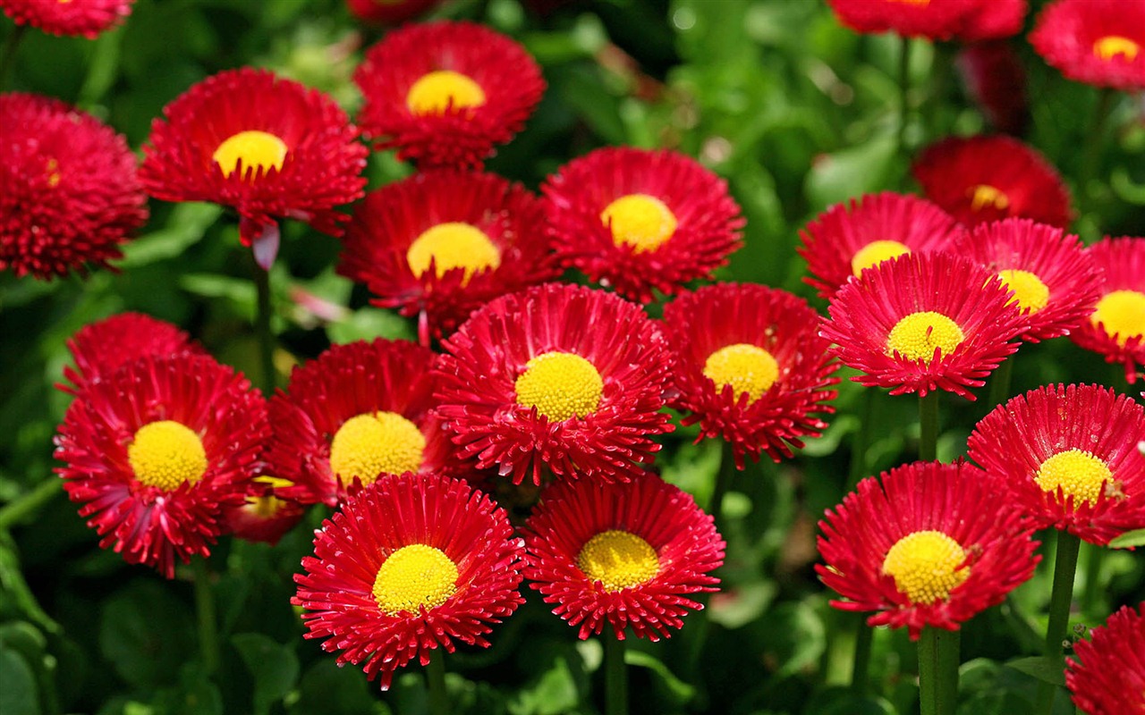 Sedmikrásky květiny close-up tapety HD #1 - 1280x800