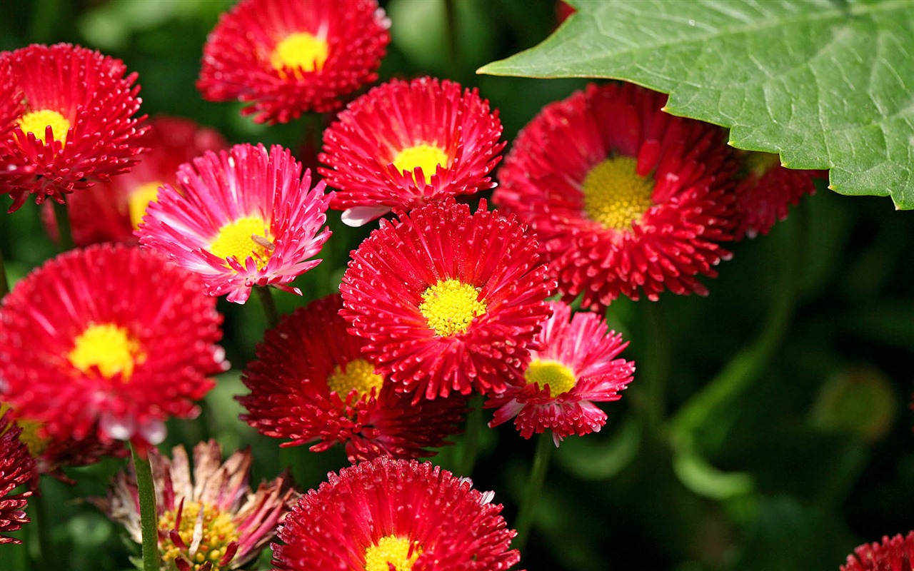 Margaritas Flores close-up fondos de pantalla de alta definición #2 - 1280x800