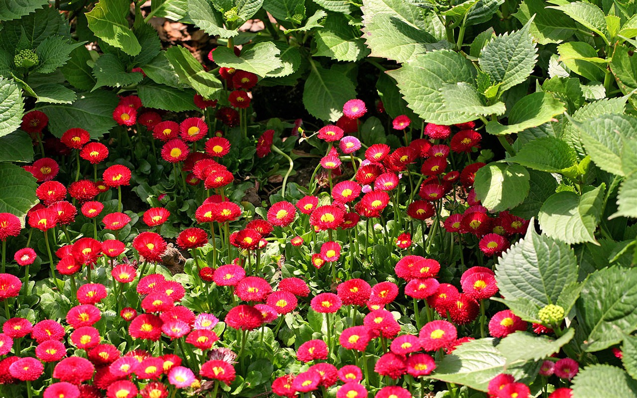 雛菊鮮花特寫 高清壁紙 #3 - 1280x800