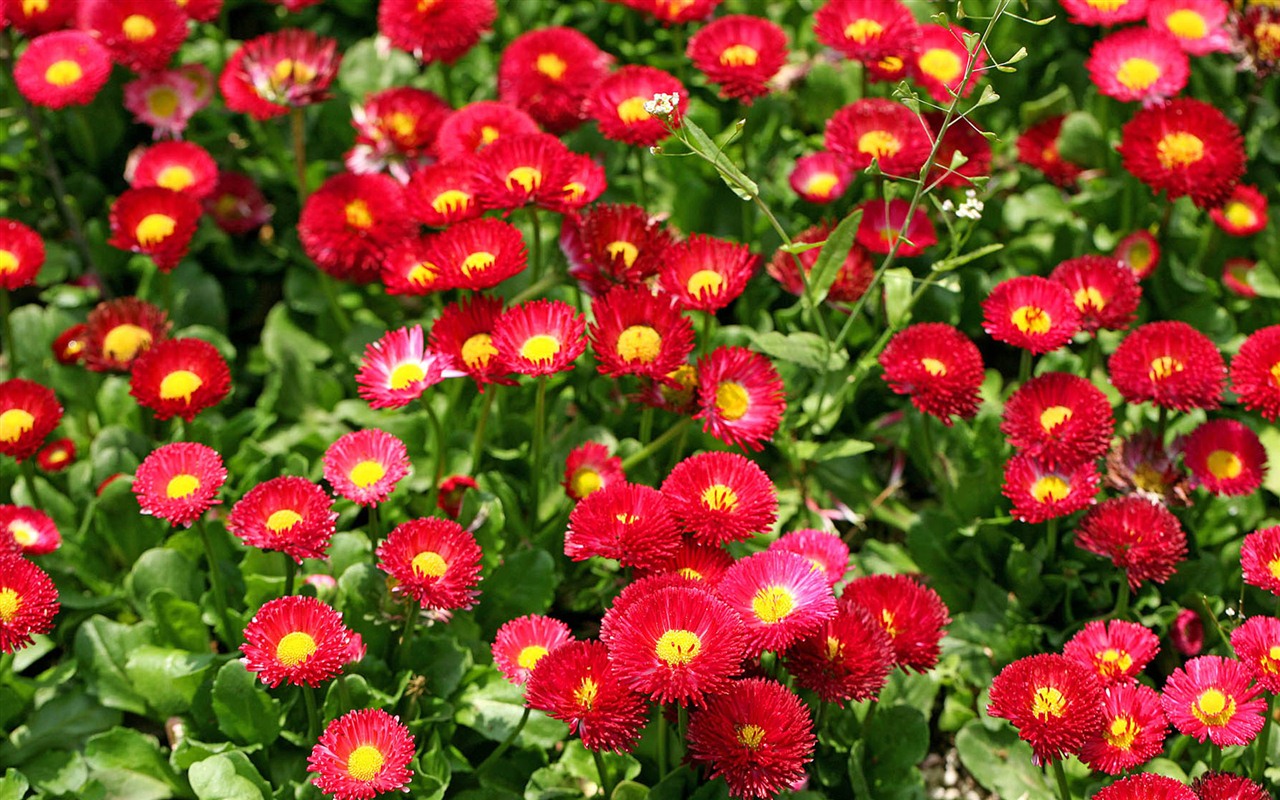 Daisies flowers close-up HD wallpapers #4 - 1280x800