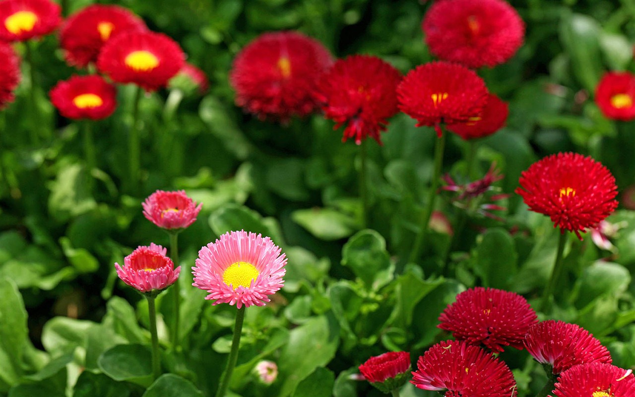 Daisies flowers close-up HD wallpapers #5 - 1280x800