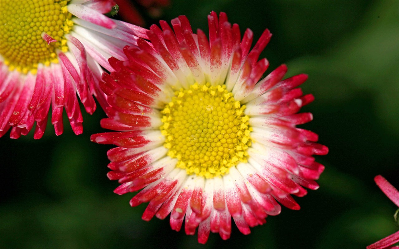 Daisies flowers close-up HD wallpapers #6 - 1280x800