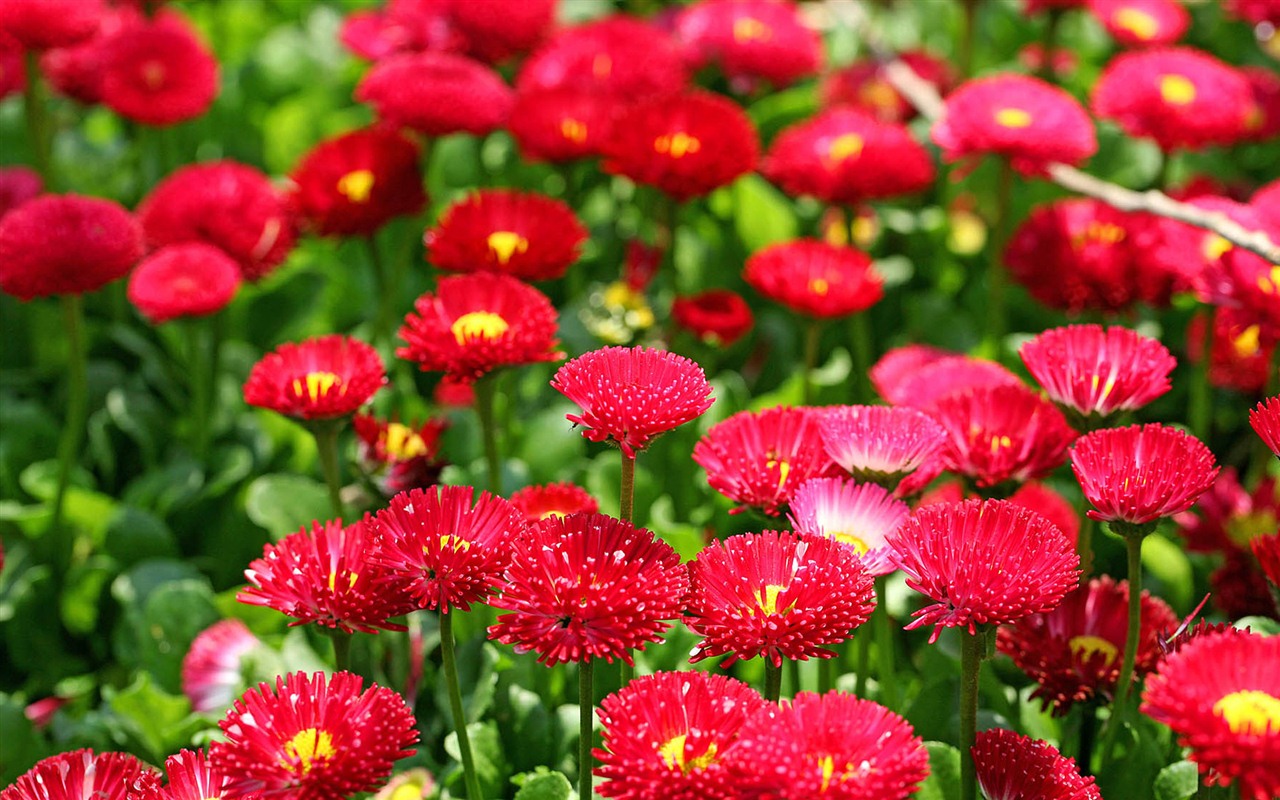 Daisies flowers close-up HD wallpapers #8 - 1280x800