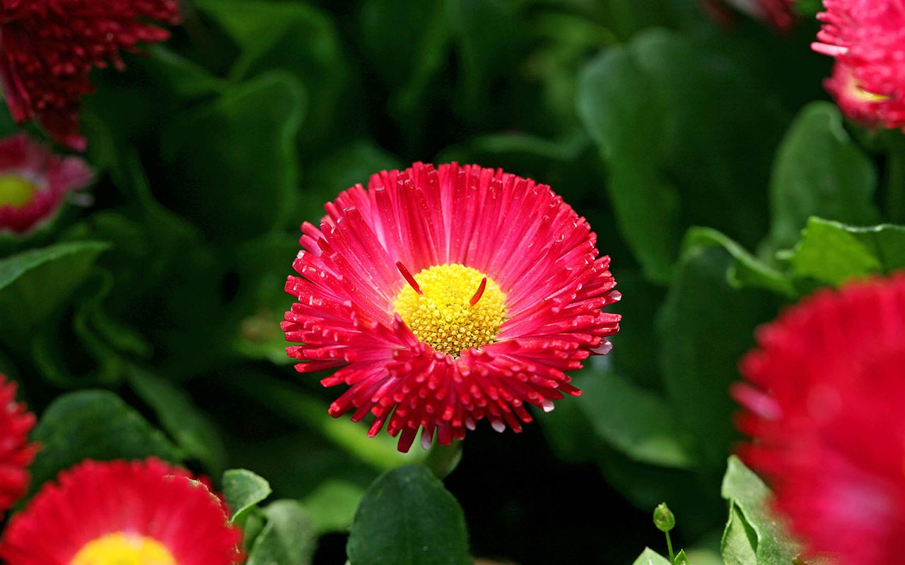 Daisies flowers close-up HD wallpapers #11 - 1280x800