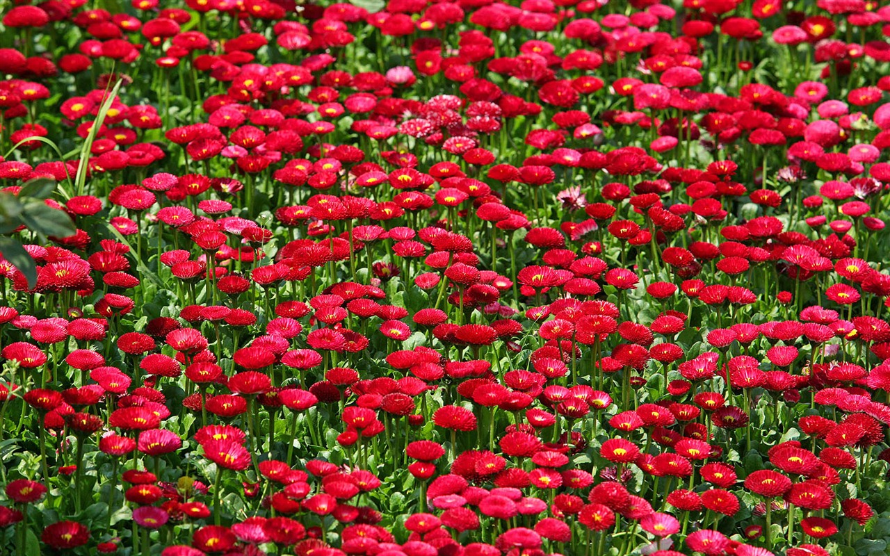 Sedmikrásky květiny close-up tapety HD #12 - 1280x800